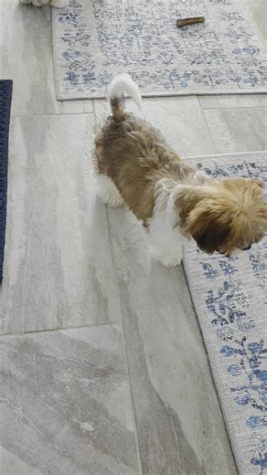 Cavachons at play. Located in Fair Haven Michigan. Text only for information. 810 614 5493 | Smooch My Pups