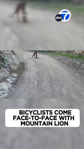 1.8M views · 17K reactions | Two mountain bikers had a frightening encounter with a mountain lion while on an Orange County trail, and it was all caught on video. | ABC7 | Facebook