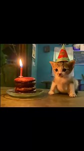 Please give her birthday wishes😊😊#cat #cute | Beautiful cats