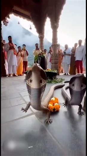 Pero wale naag dev 🐍😱✨ #shorts