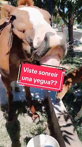 La yegua sonriente que derrite corazones