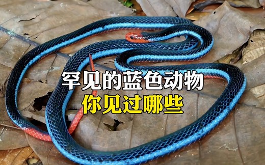 罕见的蓝色动物你见过哪些