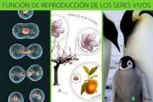 reproduccion de los seres vivos