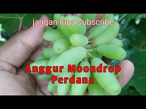 Anggur Moondrop Berbuah Perdana di Bekasi