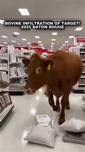 This just in—Baton Rouge Target shoppers are encountering something they never planned for when a herd of cows takes over the store, and chaos unfolds in a way that can only be described as utterly ridiculous. It all started when the curious cows, tired of grazing the fields, decided to test their luck in the retail world, bursting through the entrance as if they were on a mission to redeem a coupon. The camera, shaking with excitement, captures the moment of sheer disbelief as these enormous an
