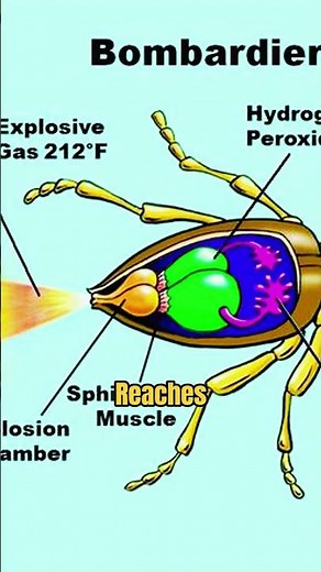 "This Insect Can Create an Explosion! 💥 | Bombardier Beetle Facts That Will Shock You!" #Bombardier