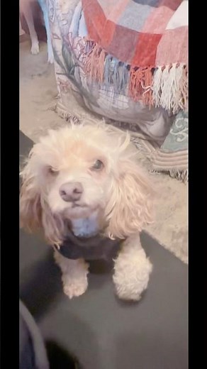 #hide #puppy #dogshorts #cutedog #dogtype #cavapoos #cockapoos