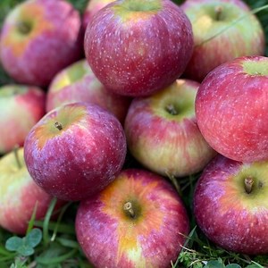 Triumph® Semi-Dwarf Apple Tree - Fruition Seeds