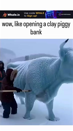 perce_ptiveyed on Instagram: "This reply comments on a viral video from @Zooq6x showing rescuers in heavy winter gear chiselling thick ice off a stranded yak in deep snow, a process that has drawn 2.4 million views and highlights animal welfare in extreme cold climates. The phrase "like opening a clay piggy bank" cleverly likens the satisfying crack of ice revealing the animal to the childhood joy of smashing a savings jar for coins, adding a layer of whimsical relief to the tense rescue. Author