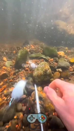 11K views · 185 reactions | Free Diving  #freediving #Logic_Academy | Logic Academy | Facebook