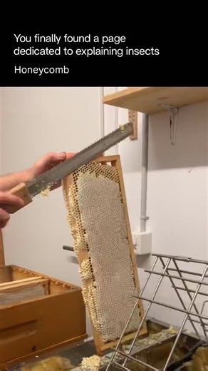 Explaining Insects 🦋 on Instagram: "Honeycomb is the wax structure built by bees inside a hive. It’s made of tightly packed hexagonal cells that bees use to store honey and pollen, and to raise their young. The hexagon shape is incredibly efficient—it holds the maximum amount with the least wax, making the structure strong, lightweight, and space-saving. Follow @explaininginsects for daily insects facts 🐝 Via _beesweet_ TT ❤️"