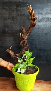 Your Marble pothos is ready for its next adventure! Adding a support stick will help your plant explore new heights and create a more interesting display. | Flower lovers