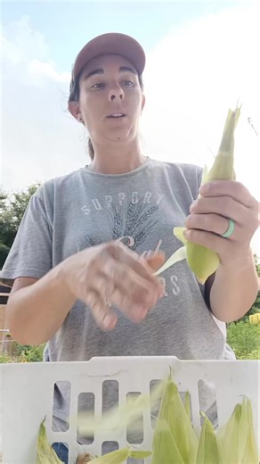 Corn ear worms... I'm so sorry! And there's not a lot we can do about them. 🤷‍♀️ There are only 2 ways we can eliminate the chance of ear worms. 1 way is to grow GMO corn (which we are not opposed to doing. But it is much more expensive) Or we could spray the corn every day for 2 or 3 weeks before harvest. Neither of those options sound perfect to us. I definitely do hate when we find out someone got a bad vegetable of any kind. Unfortunately, it is just part of the process. | The Farmer's Gard