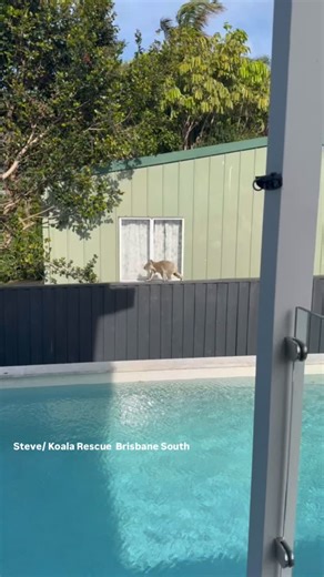 🐨 Koala lost in the suburbs 🏡 On Friday afternoon in Carina Heights, this koala was seen navigating fences between pools and backyards with dogs. Steve told us he’s lived there for 12 months, and this is the first time he’s come across a koala. “I thought, you’re not supposed to be there,” he said of the visitor. His main concern was local dogs - what seems like a minor bite can, if not treated, lead to a fatal infection in koalas. Pools are also hazardous for koalas, if they happen to fall in
