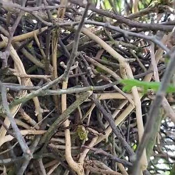 The Magpie’s Nest | A Look Inside!! | 6 for Gold..