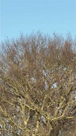 Crow vs Kestrel – Territorial Fight!