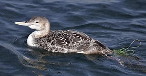 Rare Yellow-billed Loon rescued after being tangled in fishing line in San Pedro