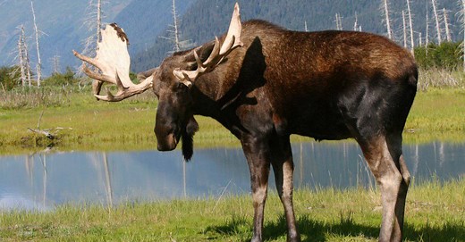 Moose Poop: Everything You've Ever Wanted to Know