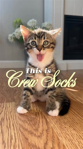 Laura | Cozy Living + Pets | Baby your so classic 🤍 #catpeople #catfriends #catfriendly #kittenoftheday #catcommunity #tabby #cutecatcrew | Instagram