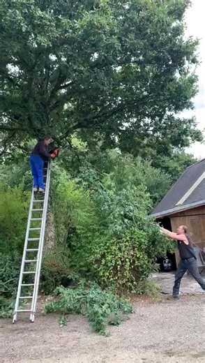 319K views · 693 reactions | Tree pruning day yesterday. | Countryside Holidays in France | Facebook