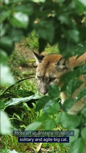 Bobcat vs. Pack of Wolves! 🌲🆚🐾 Wolf Triumph! #viralvideo #wildlifedominance #wildlifeshowdown