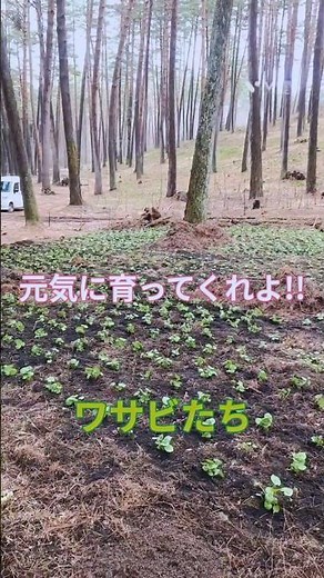 畑ワサビを山の栽培場に植え付けます！2026.4