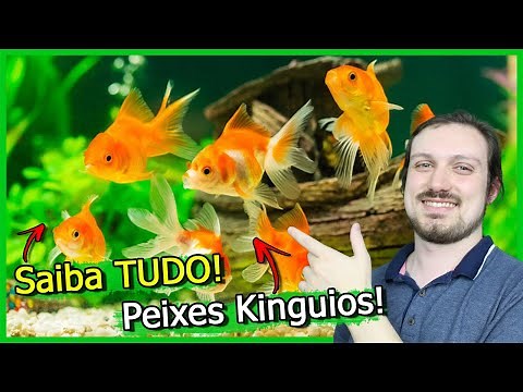 Learn EVERYTHING About the KINGUIO Fish!