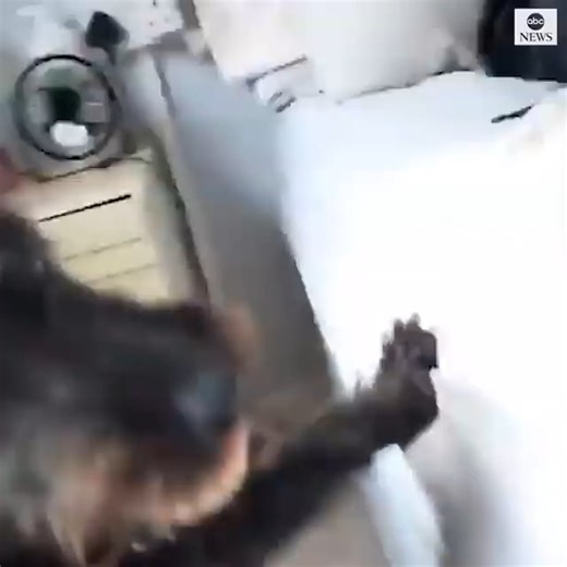 #TBT This dog stole his owner's false teeth, but she can't seem to stay mad at him. 😂 | KAKE News