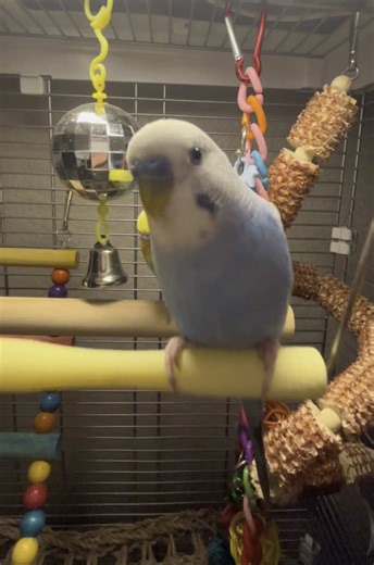 Swinging Fun with Budgie Birds: Perry and Bowie