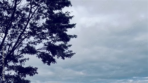 Silhouette of tree sunrise time