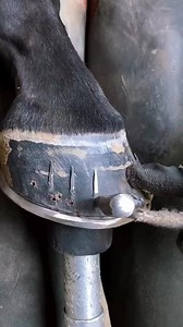 Amazing boots for horses 😱। #shorts #viralvideo #fact | FactFinder