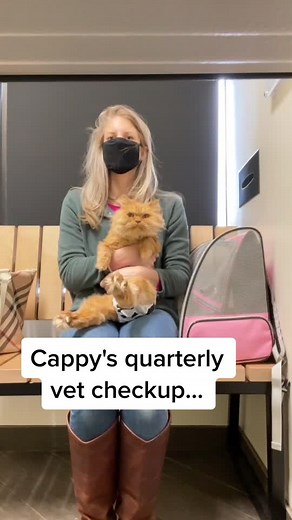 Caring for a Special Needs Cat: Cappy's Health Journey