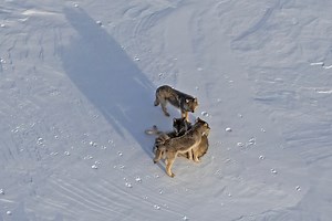 Wolf-Moose study team reaches remote Michigan island during deep freeze