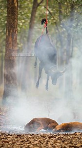 258K views · 1.8K reactions | Indian Forest Officer Saves Gaur From Wild Dogs! #rescue #animals #wildlife | Vu Studios | Facebook