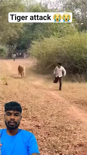 Bioga’s Attack Left Everyone Speechless – Watch the Footage 😳🐯 #lion #tiger