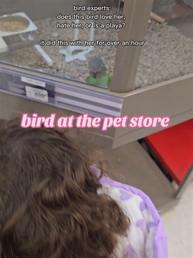 Unique Pet Birds You Must See at the Pet Store