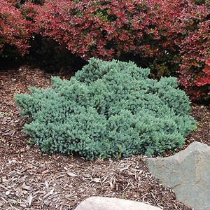 Blue Star Juniper