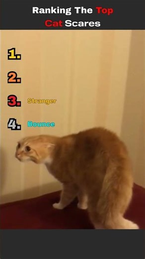 Ranking Top Scared Cats 😂 #CatReactions #FunnyPets #Shorts