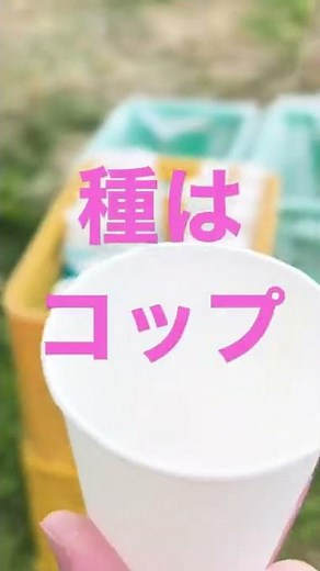凄い実り さくらんぼ狩りは沼田市原田農園へ。果物狩り
