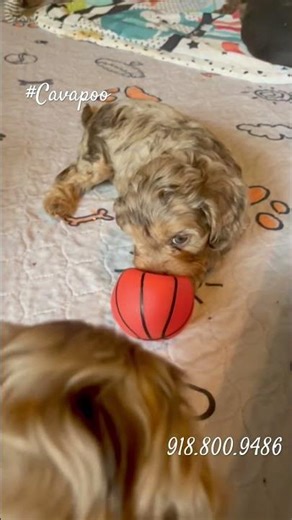 Family-raised cavapoo puppies. Oklahoma breeder focused on temperament, structure, low shedding coat