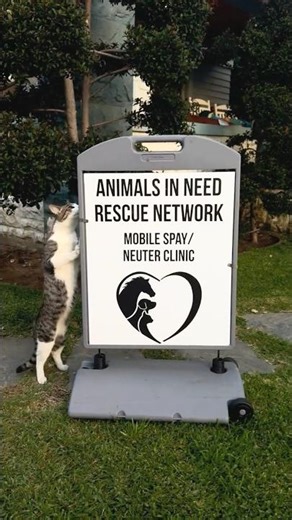 174 Cats Fixed in 30 Days — Help Us Keep Going