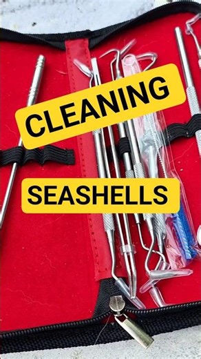 Cleaning Seashells #seashells #beach