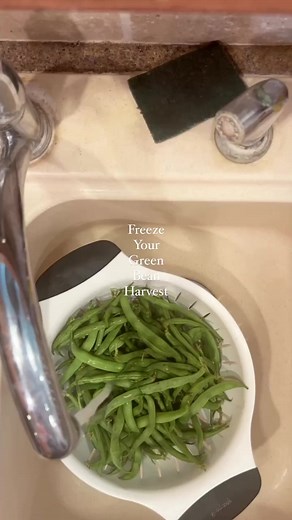 Wash your beans, cut the ends off both sides. Blanch for 2-3 minutes. Remove from boiling water to ice water, let cool. Add to a freezer bag, label and done! #garden #gardening #gardeningtips #homestead #homesteading #homesteadlife #farmwife #farmlife #farmer #growyourownfood #eatwell #eatclean #greenbeans #freshfood #farmtotable #gardentotable #eatgreen #green #nature #mothernature #slowliving #slowlife #country #countrylife #howto #easyrecipes #homemade | Prairie Creek Homestead