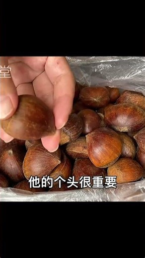 生板栗別直接進冰箱，簡單一步，放一年依舊顆粒飽滿 #生板栗 #保存方法 #简单易学 #食物保鲜 #保持新鲜