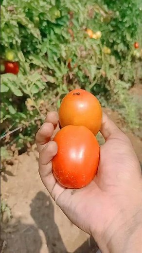 Tomato Harvesting process