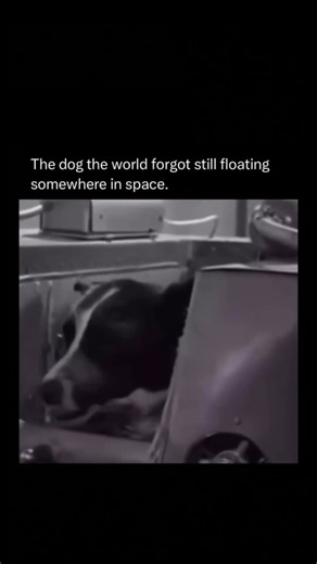 Laika: The Space Dog Who Never Came Home