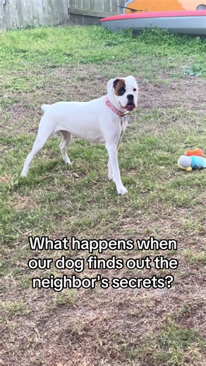 Hilarious Pet Voice-Overs. What happens when our dog finds out the neighbor's secrets? #petvoiceover #creatorsearchinsights