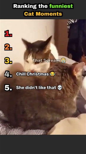 These Cat Interactions are so Funny 😺😂