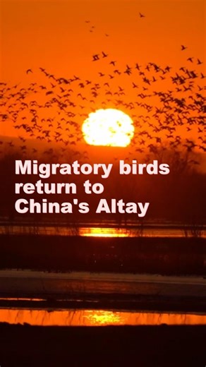 13K views · 222 reactions | As temperatures rise, a wetland in China's Altay transforms into a paradise for migratory birds. #SpringMigration #NatureLovers #WildlifeConservation #XinjiangBeauty #WetlandWonder | China Xinhua News | Facebook