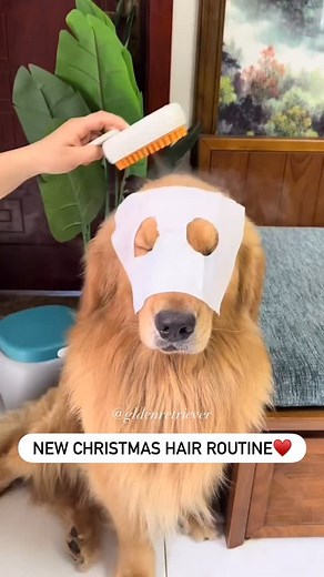 Shedding season officialy started 🥰 | Gldenretriever